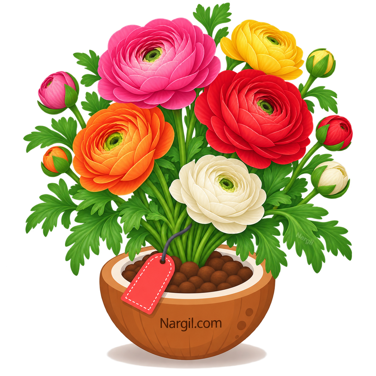 Nargil_Ranunculus Bulbs